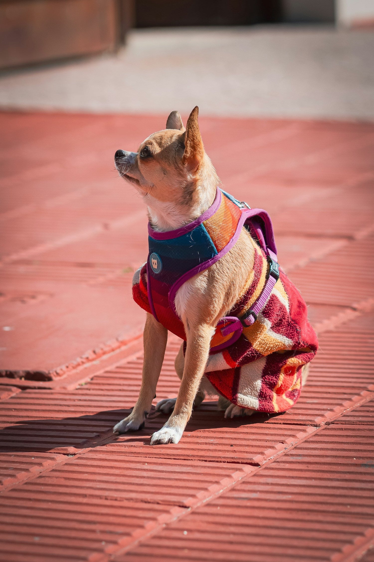 Doggie Apparel