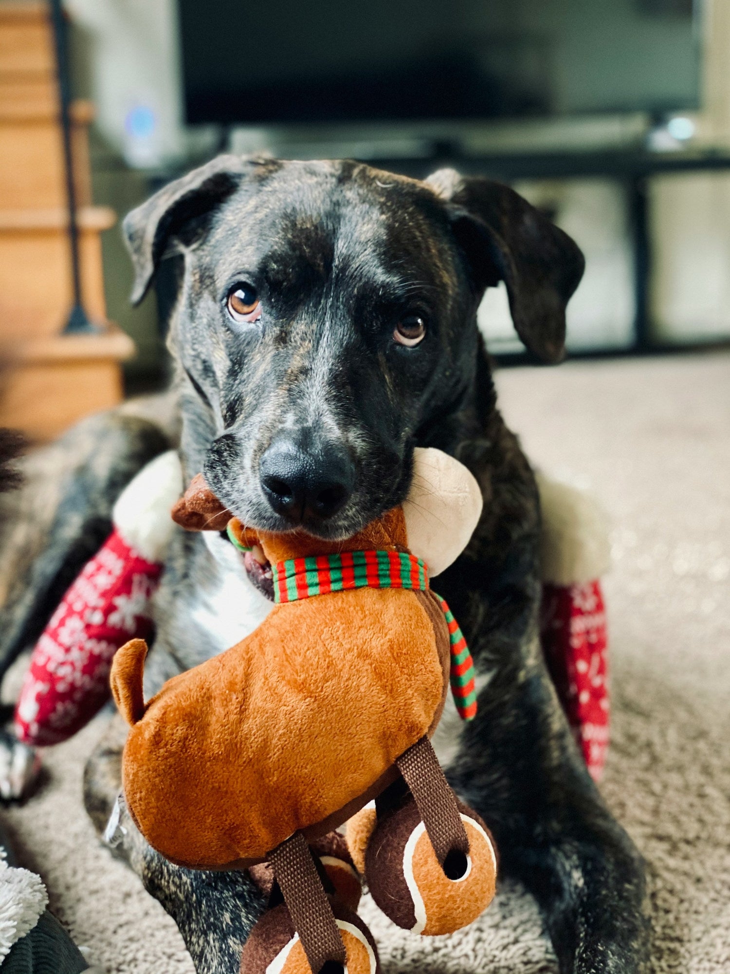 Toys and Outdoor Fun